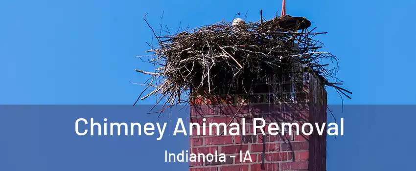  Chimney Animal Removal Indianola - IA